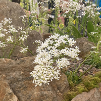 Saxifraga 'Ailsa Ruth'